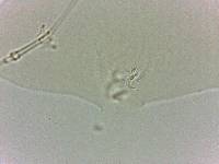 Adropion scoticum image