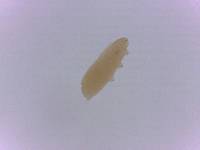Adropion scoticum image