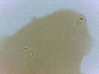 Adropion scoticum image
