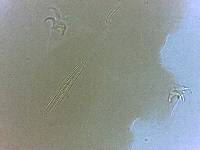 Adropion scoticum image