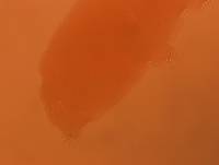 Adropion scoticum image