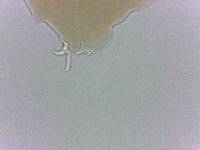 Adropion scoticum image