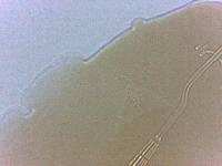 Adropion scoticum image