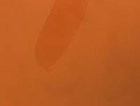 Adropion scoticum image