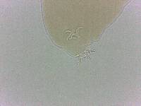 Adropion scoticum image