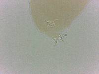 Adropion scoticum image