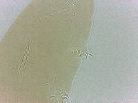 Adropion scoticum image
