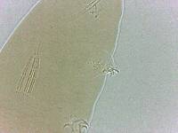Adropion scoticum image