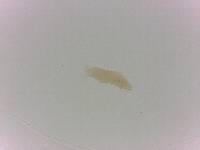 Adropion scoticum image