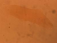 Adropion scoticum image