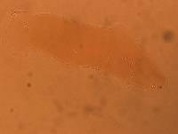 Adropion scoticum image