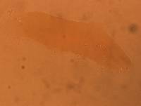 Adropion scoticum image