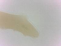 Adropion scoticum image
