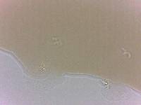 Adropion scoticum image