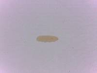 Adropion scoticum image