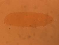 Adropion scoticum image