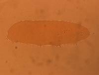 Adropion scoticum image