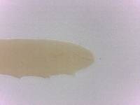 Adropion scoticum image