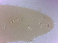 Adropion scoticum image