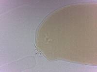Adropion scoticum image