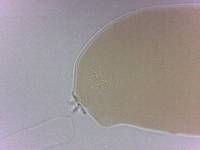Adropion scoticum image