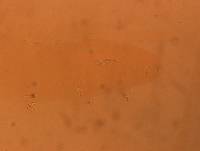 Adropion scoticum image