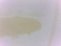 Adropion scoticum image
