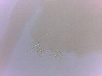 Adropion scoticum image