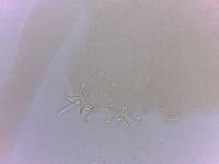 Adropion scoticum image