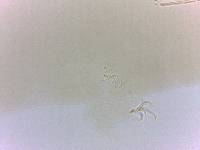 Adropion scoticum image
