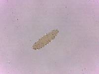 Adropion scoticum image