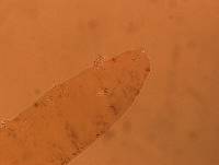 Adropion scoticum image