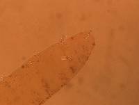 Adropion scoticum image