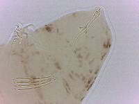 Adropion scoticum image