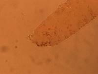 Adropion scoticum image