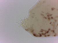 Adropion scoticum image