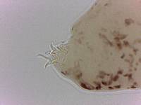 Adropion scoticum image