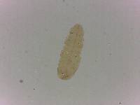 Adropion scoticum image