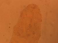 Adropion scoticum image