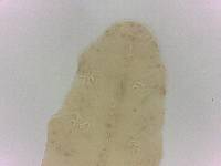 Adropion scoticum image