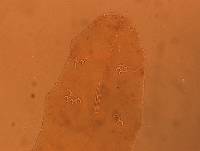 Adropion scoticum image
