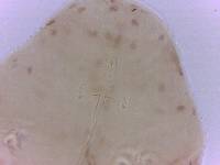 Adropion scoticum image