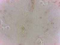 Adropion scoticum image