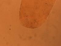 Adropion scoticum image