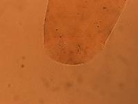 Adropion scoticum image
