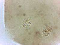 Adropion scoticum image