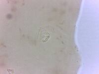 Adropion scoticum image