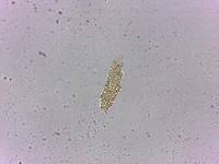 Itaquascon simplex image