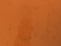 Itaquascon simplex image