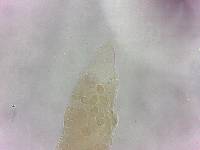 Itaquascon simplex image